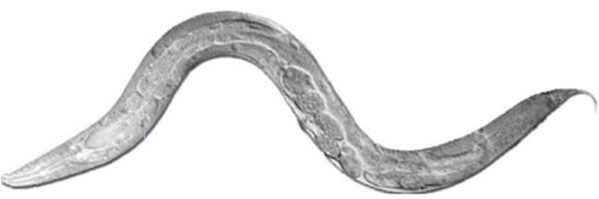 c.elegans_BW