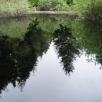 slimy_log pond