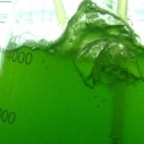 algae